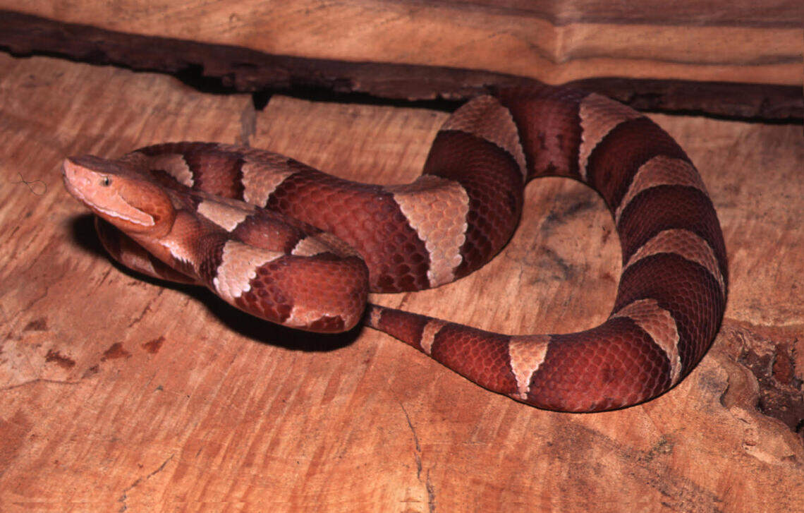 How to identify venomous snake species native to Wichita, KS
